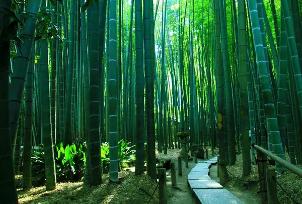 鎌倉 竹苔寺巡り