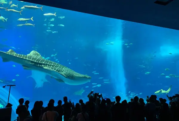 沖縄美ら海水族館