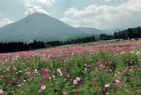 生駒高原の写真・動画_image_662508