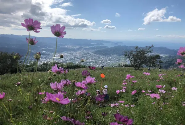鷲ヶ峰コスモスパーク