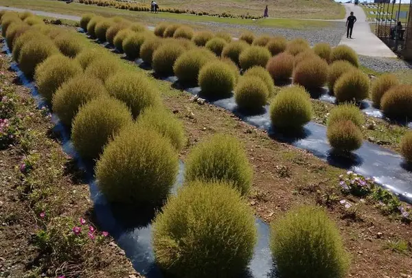 箱館山コキアパーク