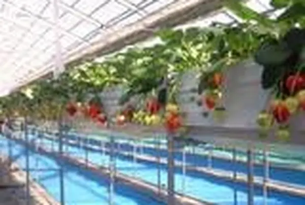 タカギ農場【いちご狩り】