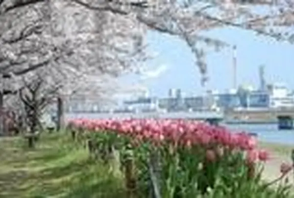 信濃川やすらぎ堤緑地【チューリップの名所】