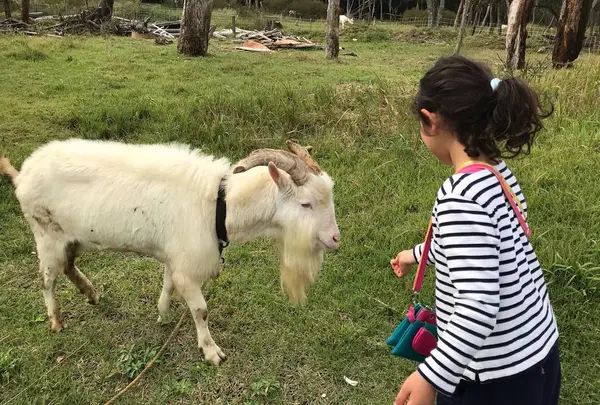 伊勢ヤギふぁーむ