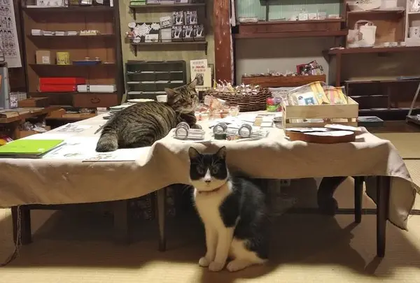 うみねこ社