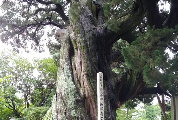 城願寺