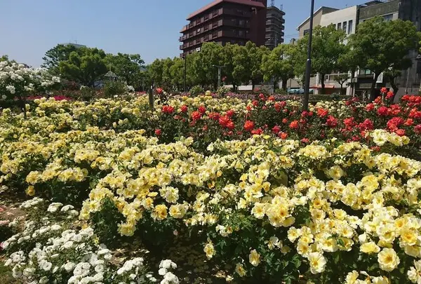 ばら公園