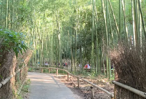 竹林の小径