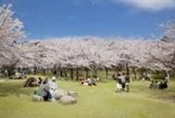 鳥屋野潟公園鐘木地区【桜の名所】