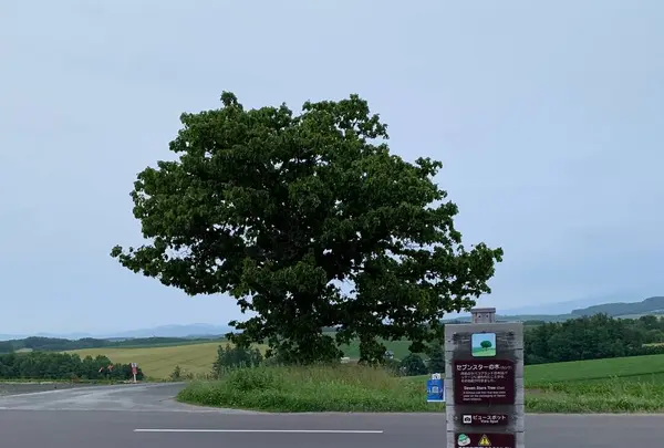 セブンスターの木