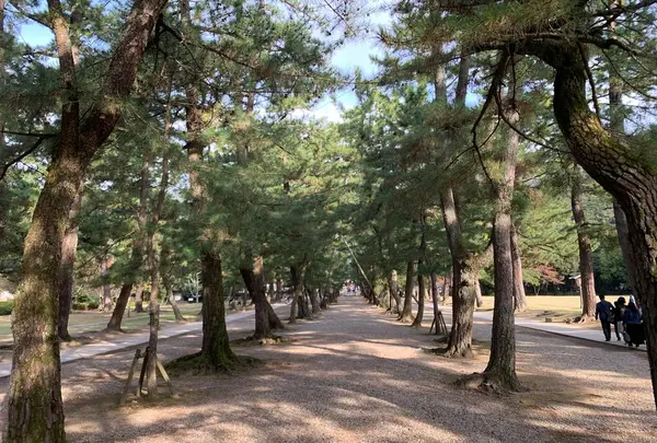 松の参道