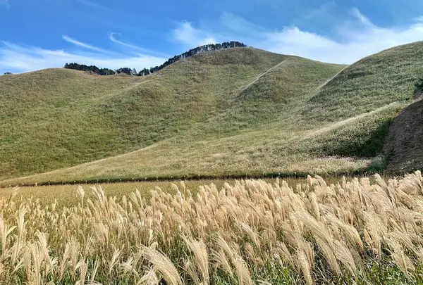 曽爾高原