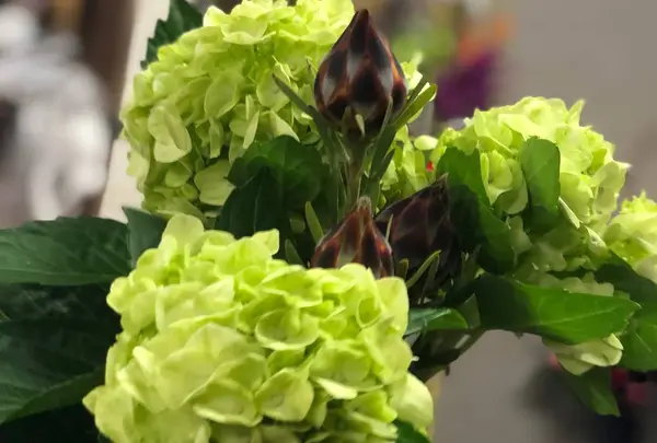 橋爪生花店
