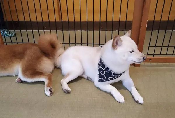 由布院豆柴カフェ