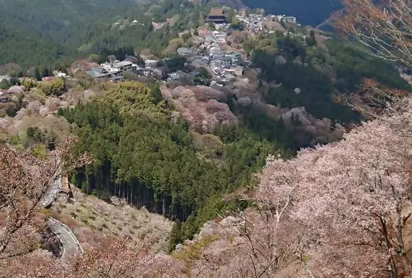 吉野山 上千本