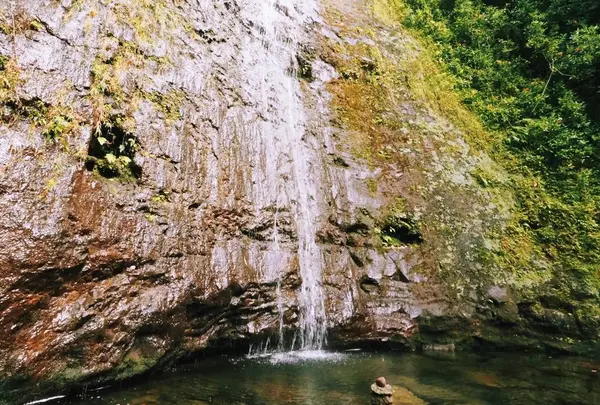 Manoa Fallsの写真・動画_image_694854