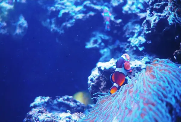 ワイキキ水族館