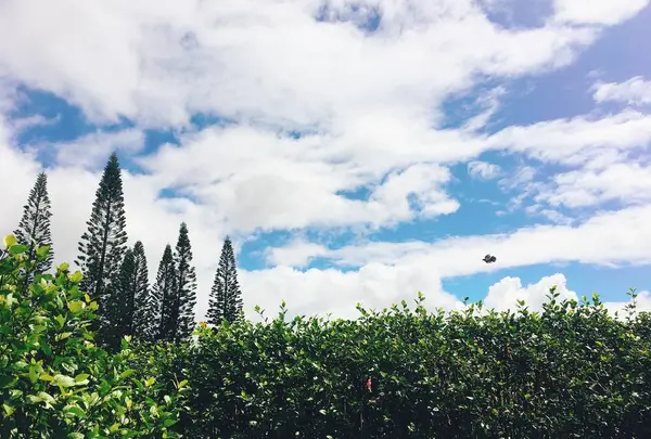 Dole Plantationの写真・動画_image_694886