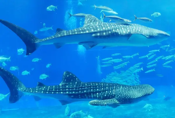 沖縄美ら海水族館