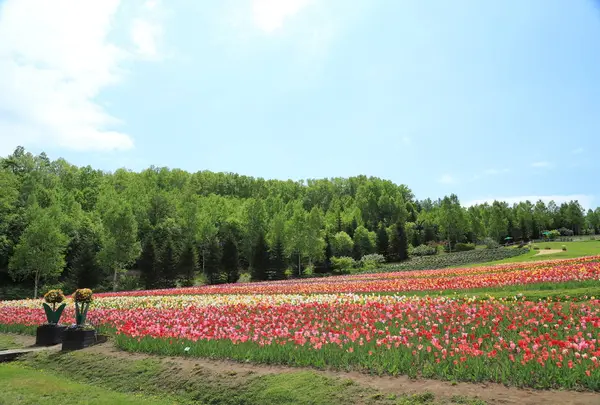 滝野すずらん丘陵公園の写真・動画_image_703752