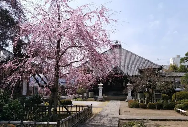 青梅山 無量寿院 金剛寺