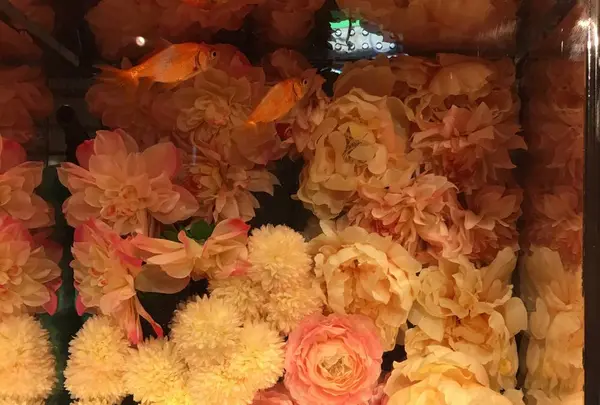 奈良金魚ミュージアムの写真・動画_image_710309