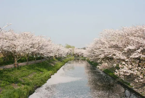 海老川ジョギングロードの写真・動画_image_713019