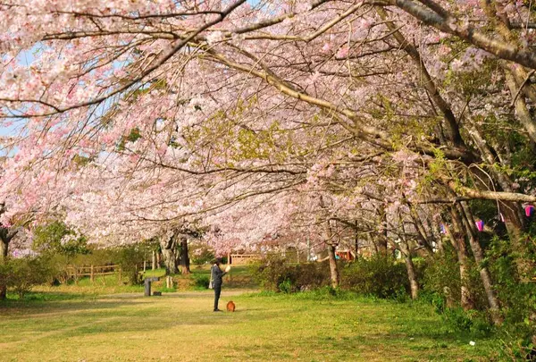 小見川城山公園の写真・動画_image_713020