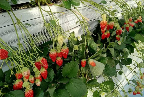 狭山ベリーランド