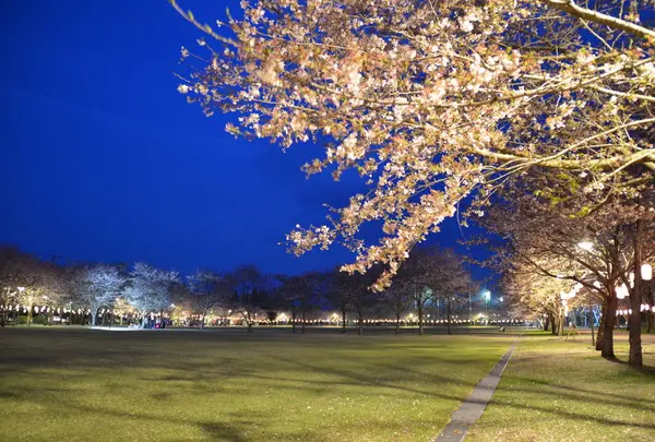 忠元公園の写真・動画_image_715519