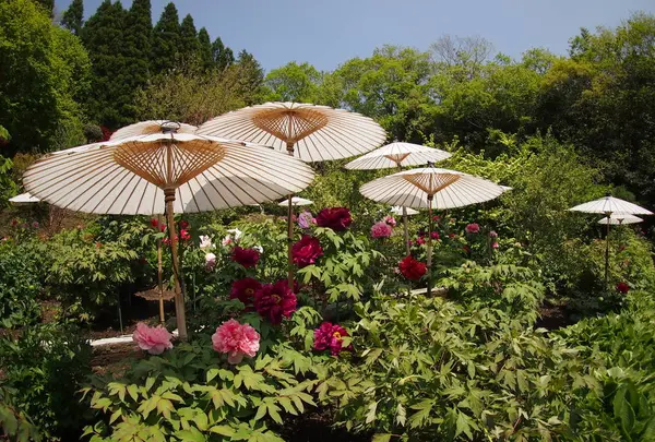 茂原牡丹園の写真・動画_image_715522