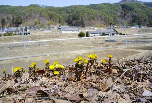 赤怒田福寿草群生地の写真・動画_image_716737