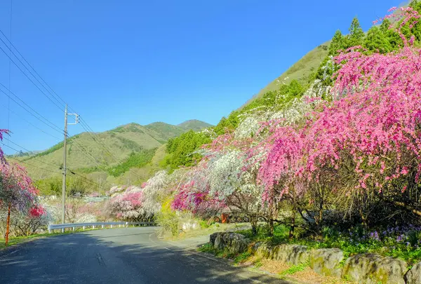 花桃街道の写真・動画_image_717158