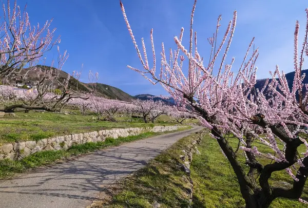 松代東条のあんずの写真・動画_image_717160