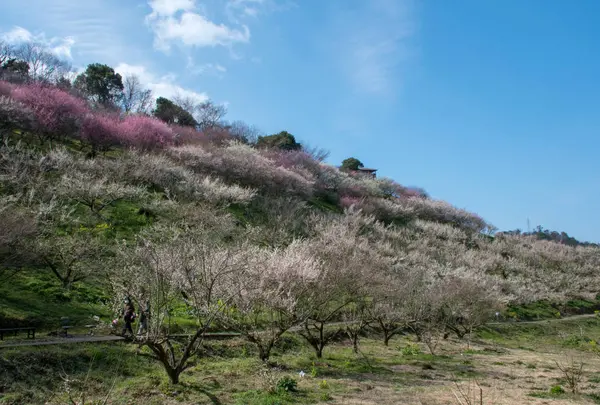 七折梅園の写真・動画_image_717255