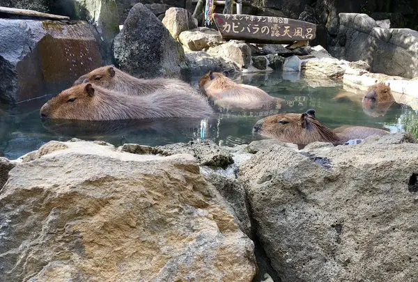 伊豆シャボテン動物公園の写真・動画_image_719142
