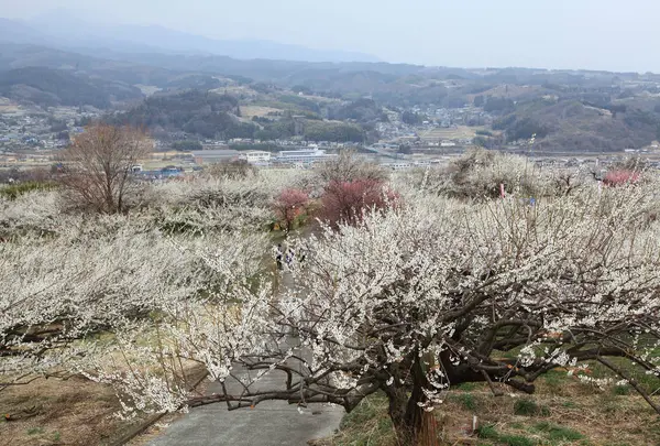 榛名梅林の写真・動画_image_720126