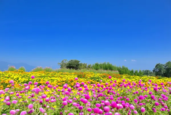 鼻高展望花の丘の写真・動画_image_720151