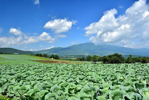 嬬恋村広大なキャベツ畑