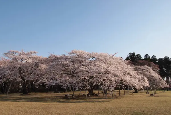 三神峯公園の写真・動画_image_723192