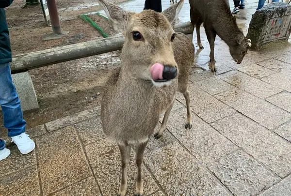 奈良公園
