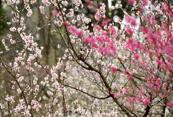 浜田森林総合公園の写真・動画_image_723714