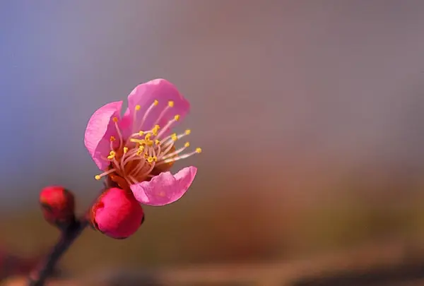 大屋梅林と屋敷梅の写真・動画_image_723716