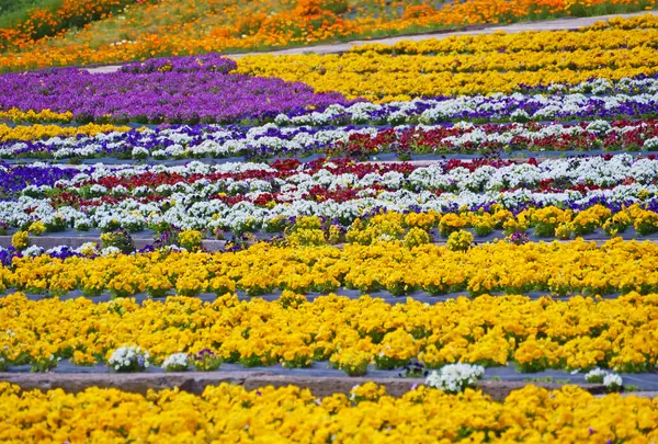 花の駅せらの写真・動画_image_724721