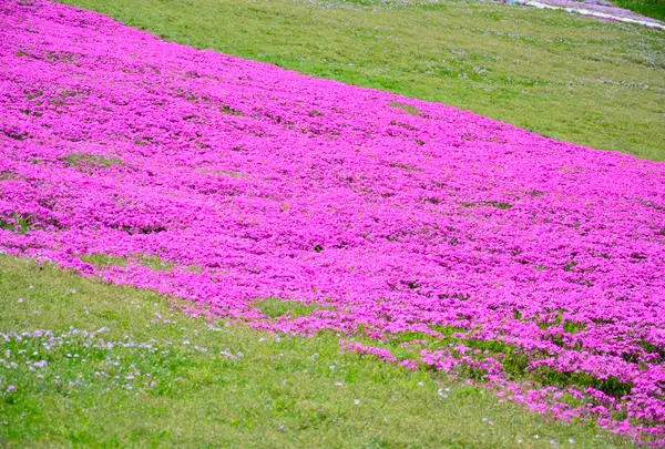 大森リゾート村の写真・動画_image_725382