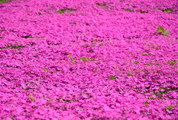 大森リゾート村の写真・動画_image_725383