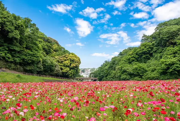 くりはま花の国の写真・動画_image_729028