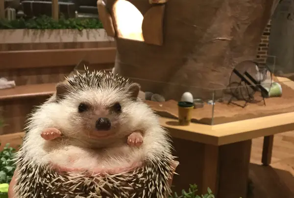 ハリネズミカフェ　HARRY 横浜中華街店