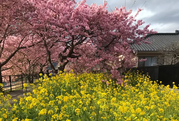 河津桜