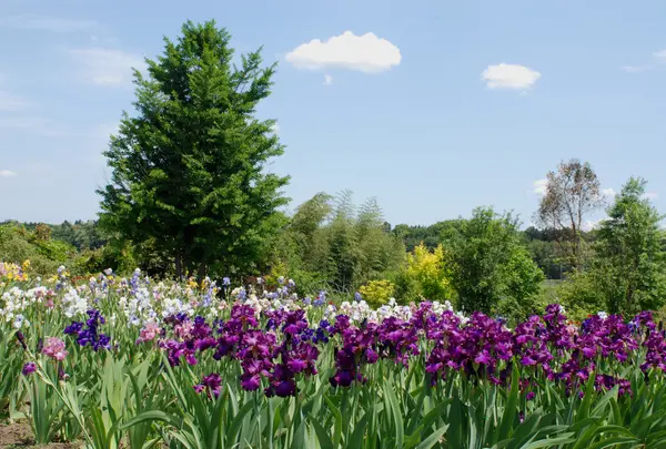 アイリスの丘の写真・動画_image_732957